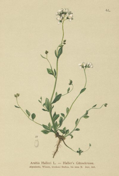 Hallers Wall-cress（アラビス州） 作： German School