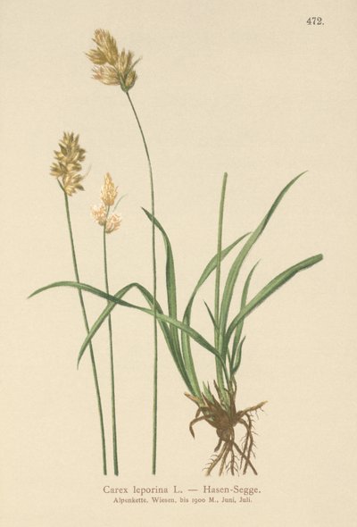 野兎（Carex leporina、Carex ovalis） 作： German School