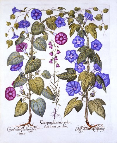 Hartus EystettensisのHarebell and Convovulus、Basil Besler（1561-1629）、パブ。 1613（手描きの彫刻） 作： German School