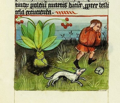 マンドレークの収穫、「De Rerum Naturis - Rabanus Maurus」、1425年頃（ベラムにグワッシュ 作： German School