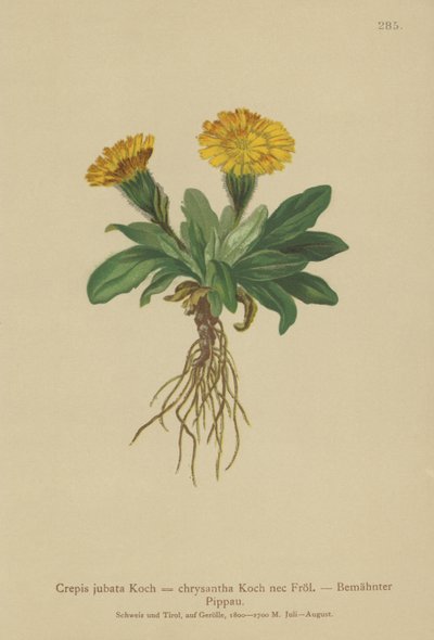 鷹のひげ（Crepis jubata、Crepis rhaetica） 作： German School