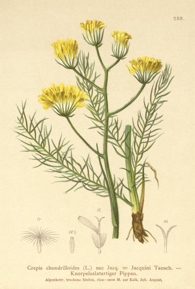 ホークビアード（Crepis chondrilloides） 作： German School