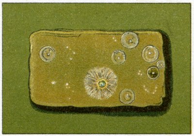 飲料水中のバクテリアの健康レベル、c.1890（カラークロモリソグラフ） 作： German School