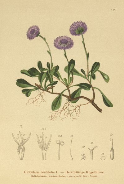 ハートリーブグローブデイジー（Globularia cordifolia） 作： German School
