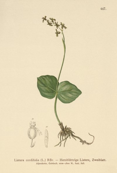 ハートリーブトウェイブレード（Listera cordata、Listera cordifolia、Neottia cordata） 作： German School