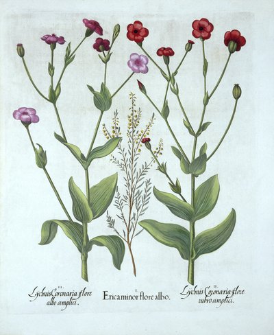 ヘザーと2種類のLychnis、Hortus Eystettensis作、Basil Besler（1561-1629）、パブ。 1613（手塗りの彫刻） 作： German School