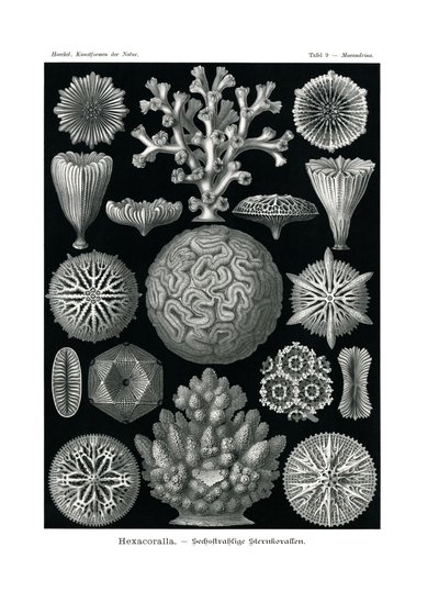 ヘキサコララ、1899-1904 作： German School