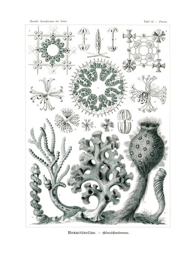 ヘキサクチネラ、1899-1904 作： German School