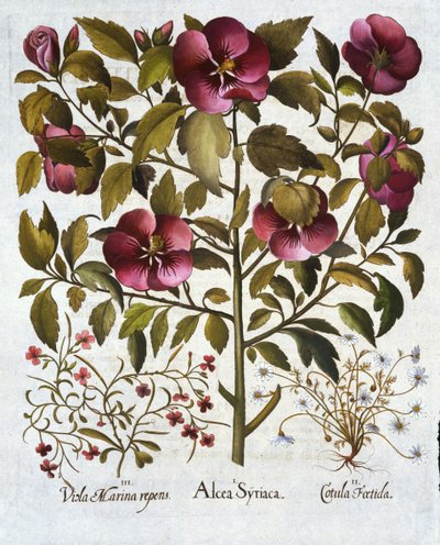 ハイビスカスシリアリアス、臭いカモミール、およびHortus Eystettensisから、バジルベスラー（1561-1629）パブ。 1613 作： German School
