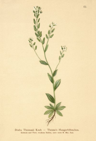 Hoary Whitlow-grass（ドラバトーマスイ） 作： German School