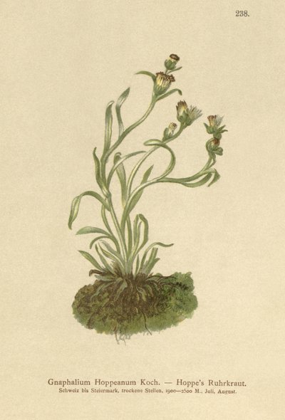コップウィードホップ（Gnaphalium Hoppeanum、Omalotheca hoppeana） 作： German School