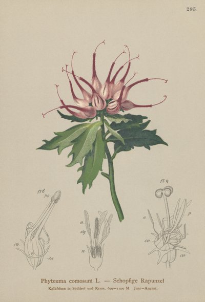 Horned Rampion（Phyteuma comosum、Physoplexis comosa、Syntoma comosum） 作： German School