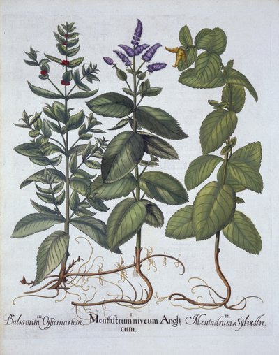 Hortus EystettensisのBasmin Besler（1561-1629）によるパブのホースミントとスペアミント。 1613（手塗りの彫刻） 作： German School