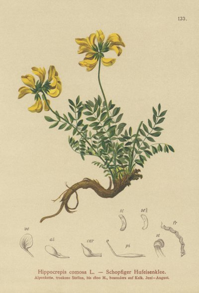 ホースシューベッチ（Hippocrepis comosa） 作： German School