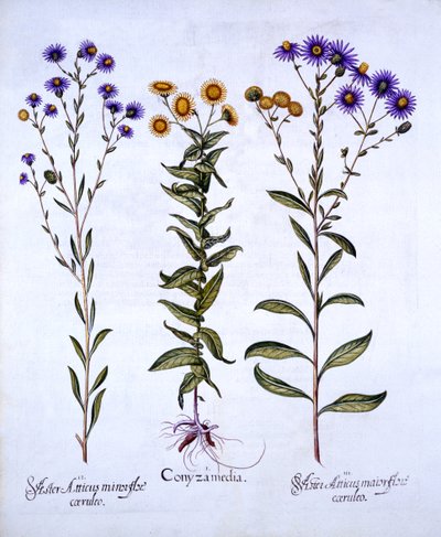 HorseweedButterweedFleabaneおよびHortus EystettensisのEuropean Michaelmas Daisies、バジルベスラー（1561-1629）、パブ。 1613（手描きの彫刻） 作： German School