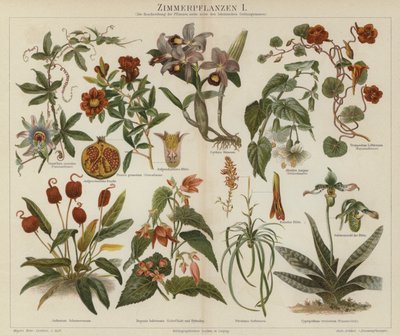 観葉植物（カラーリトグラフ 作： German School