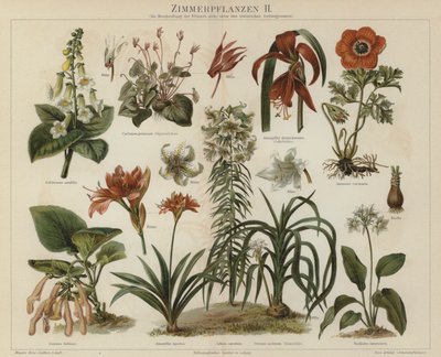 観葉植物（カラーリトグラフ 作： German School