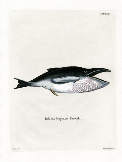 ザトウクジラ（彩色済み彫刻 作： German School