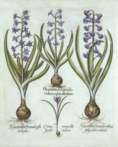 ヒヤシンスとオータムクロッカス、Hortus Eystettensis作、Basil Besler（1561-1629）、パブ。 1613（手塗りの彫刻） 作： German School