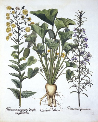 Iキュウリを潮吹き、iiナローリーフホークウィード、iiiローズマリー、Hortus Eystettensis、Basil Besler（1561-1629）pub。 1613 作： German School