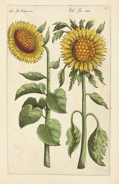Emanuel Sweert、1612-14による「選択された...生きているインデックスとしてさまざまな花や他の植物を扱っている4つの言語のうちの2つをトレースした」からのイラスト 作： German School