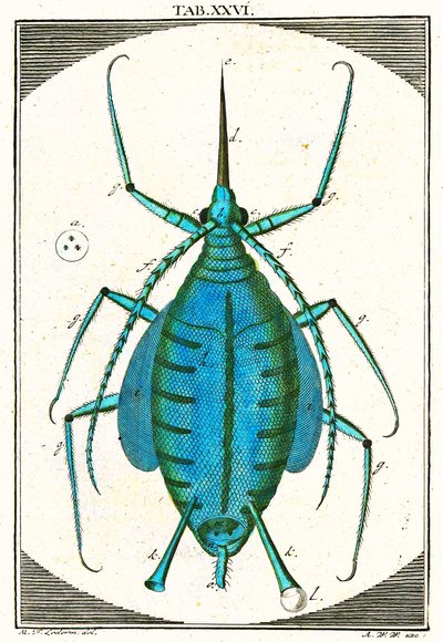 アブラムシのイラスト、Musement Microscopique、1764（カラー彫刻） 作： German School