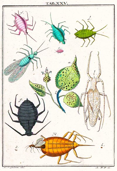 さまざまな庭の害虫を示す図、Musement Microscopique、1764（カラー彫刻） 作： German School