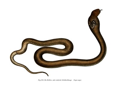 Indian Cobra（カラーリトグラフ 作： German School