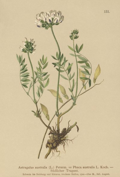 インディアンミルクヴェッチ（Astragalus australis、Astragalus aboriginum、Phaca australis） 作： German School