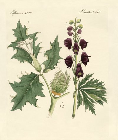 土着の有毒植物 作： German School