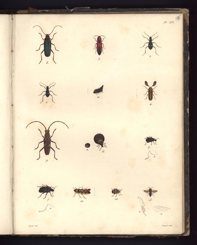 Insecta、Pl。XVI、大西洋地域、新大陸の内部、および南海で179年間に行われた、動物学および比較解剖学の大要の図解 作： German School