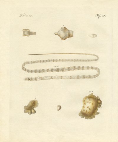腸内細菌（彩色彫刻 作： German School