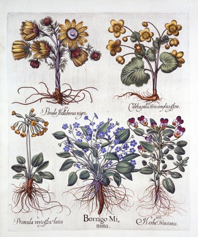 Ipheion Rolf Fiedler Spring Starflower、Marsh Marigold、Pseudo Helleborus、Viola Tricolor、Cowslip、Hortus Eystettensis、Basil Besler（1561-1629）、パブ。 1613（手塗りの彫刻） 作： German School