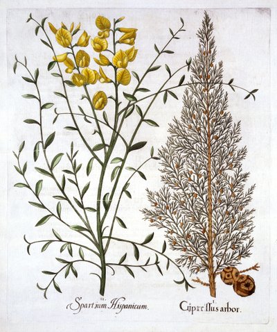 イタリアのサイプレスとスペインのほうき、Hortus Eystettensis作、Basil Besler（1561-1629）、パブ。 1613（手描きの彫刻） 作： German School