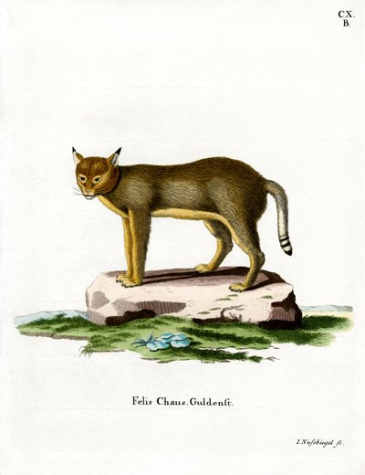 ジャングル・キャット（彩色済み彫刻 作： German School