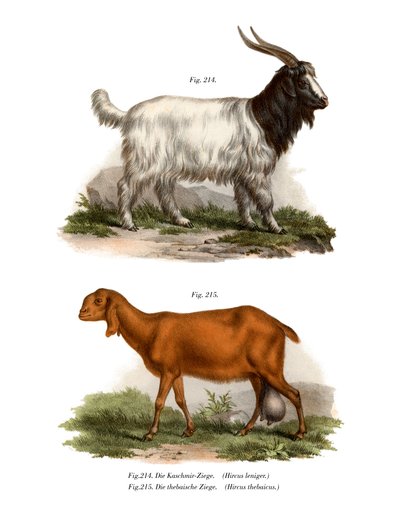 カシミールヤギ、1860 作： German School