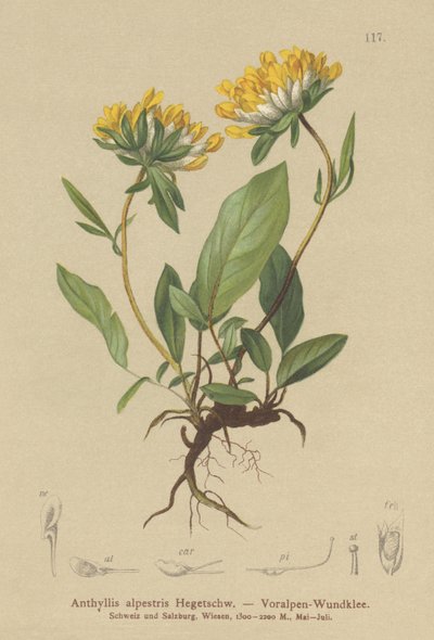 腎臓ベッチ（Anthyllis alpestris、Anthyllis vulneraria var。alpestris） 作： German School