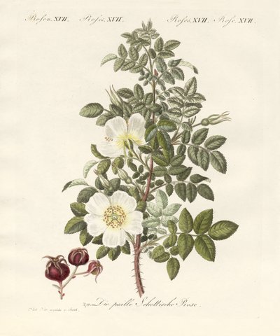 薔薇の種類（彩色彫刻 作： German School