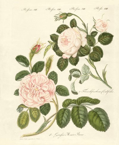 薔薇の種類（彩色彫刻 作： German School