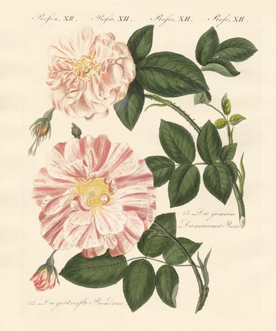 薔薇の種類（彩色彫刻 作： German School