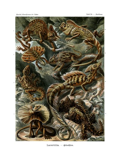 Lacertilia、1899-1904 作： German School