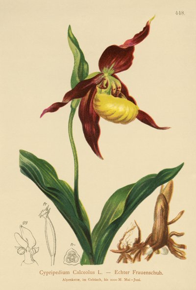 レディーススリッパ（Cypripedium Calceolus） 作： German School