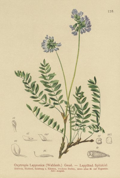 ラップランドミルクベッチ（Oxytropis Lapponica） 作： German School