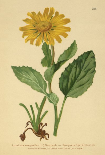 大輪ヒョウのベイン（Aronicum scorpioides、Doronicum grandiflorum） 作： German School