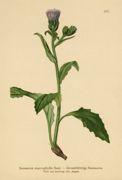 広葉樹ノコギリソウ（Saussurea macrophylla、Saussurea alpina ssp。macrophylla） 作： German School