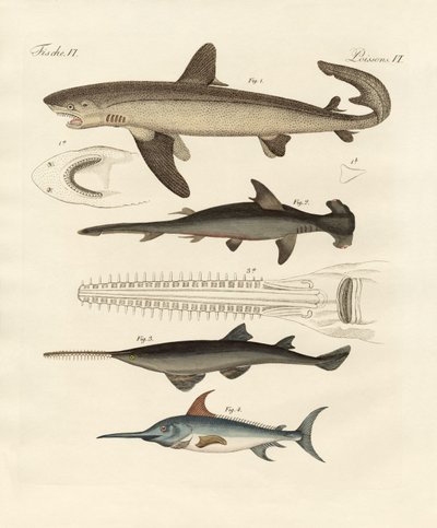 獲物の大きな魚 作： German School