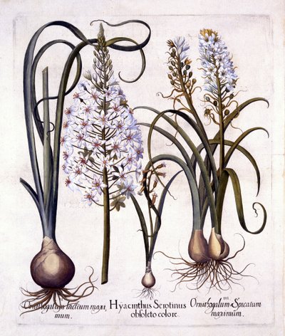 後期ヒヤシンスとベツレヘムの星、Hortus Eystettensis作、Basil Besler（1561-1629）、パブ。 1613（手描きの彫刻） 作： German School