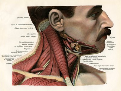 人間の首の筋肉と腺の側面図 作： German School
