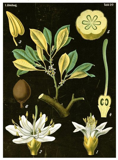 ラテックス（Palaquium gutta）c.1890（クロモリソグラフ） 作： German School