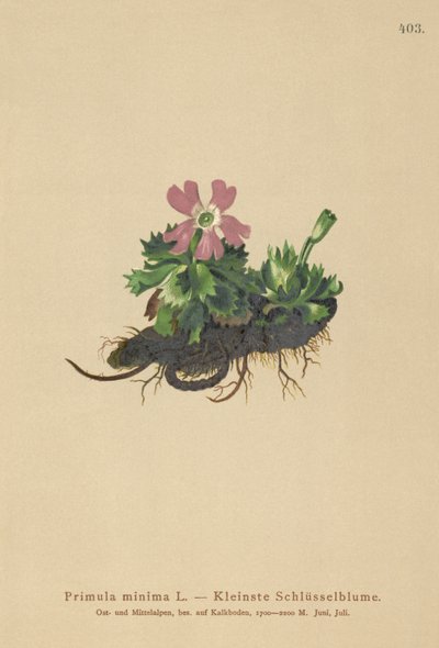 最小サクラソウ（Primula minima、Auriculastrum primula、Primula veris） 作： German School